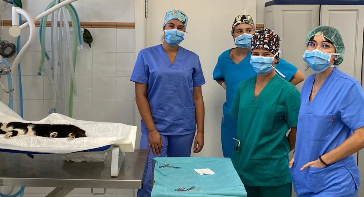 San Bartolomé de Tirajana inicia la esterilización de los gatos comunitarios